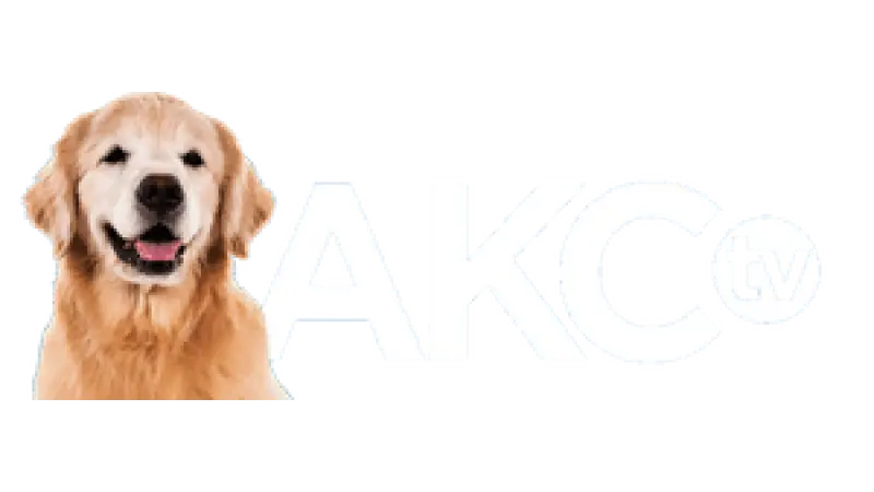 AKC TV Puppies