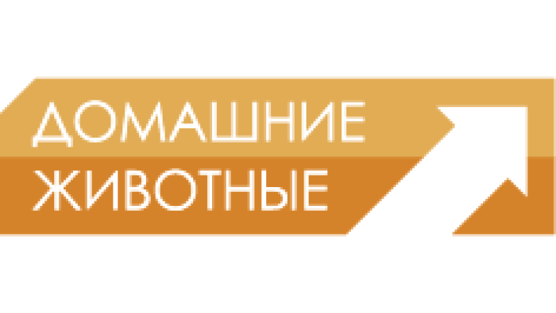 Domashnie Zhivotnye